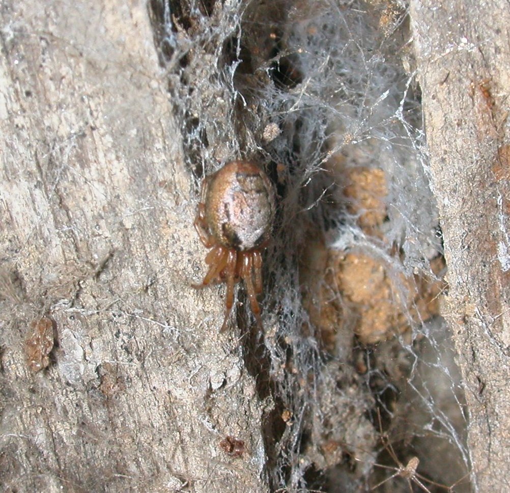 Zygiella sp.